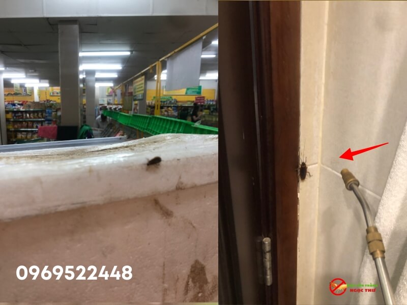 Dịch Vụ Diệt Gián Tại Phường Nhiêu Lộc: Diệt Tận Gốc, Sạch Ổ, Ngăn Ngừa Quay Lại 4 Dịch vụ diệt gián tại phường Nhiêu Lộc, TPHCM - Bảo hành 3-6 tháng