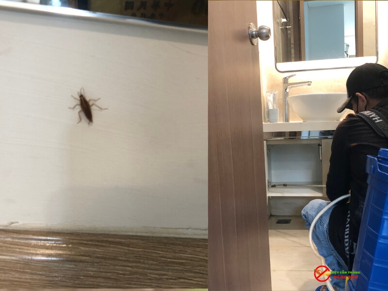 Dịch Vụ Diệt Gián Tại Phường Nhiêu Lộc: Diệt Tận Gốc, Sạch Ổ, Ngăn Ngừa Quay Lại 5 Dịch vụ diệt gián tại phường Nhiêu Lộc, TPHCM - giá rẻ