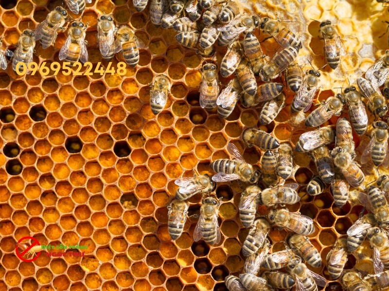 Dịch vụ phá tổ ong mật