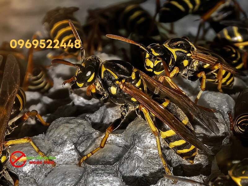 Dịch vụ phá tổ ong vò vẽ