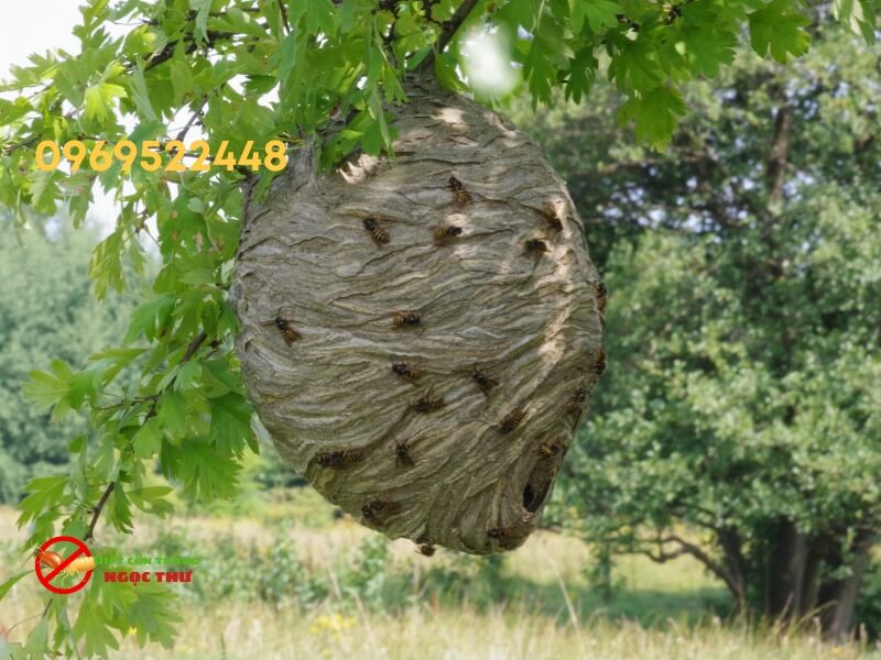 Dịch vụ phá tổ ong vò vẽ