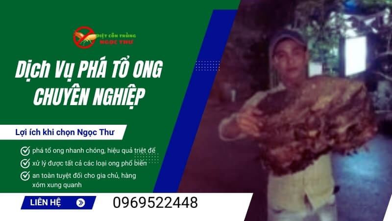 Dịch vụ phá tổ ong chuyên nghiệp