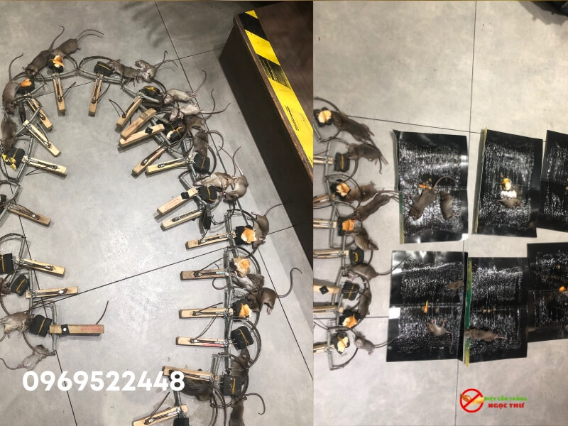 Dịch Vụ Bắt Chuột Tại Nhà TPHCM Tận Gốc – Uy Tín, Giá Rẻ, Bảo Hành Dài Hạn 2 Dịch vụ bẫy chuột chuyên nghiệp Ngọc thư