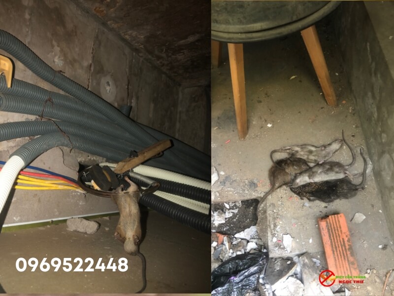 Dịch Vụ Bắt Chuột Tại Nhà TPHCM Tận Gốc – Uy Tín, Giá Rẻ, Bảo Hành Dài Hạn 3 Dịch vụ bẫy chuột chuyên nghiệp, uy tín, bảo hành lâu dài