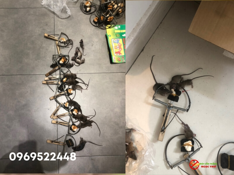 Dịch Vụ Bắt Chuột Tại Nhà TPHCM Tận Gốc – Uy Tín, Giá Rẻ, Bảo Hành Dài Hạn 4 Dịch vụ bắt chuột tại nhà tphcm giá rẻ