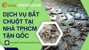 Dịch vụ bắt chuột tại nhà TPHCM tận gốc Ngọc Thư