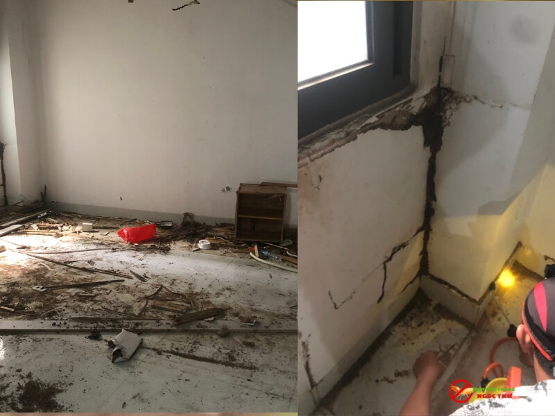 giá diệt mối tận gốc tại nhà phụ thuộc vào diện tích mức độ nhiễm mối