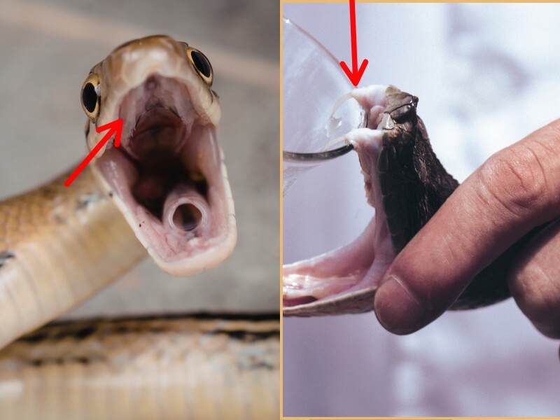 Phân Biệt rắn Độc Và Rắn Không Độc 2 rắn độc có nanh, rắn không độc không có nanh