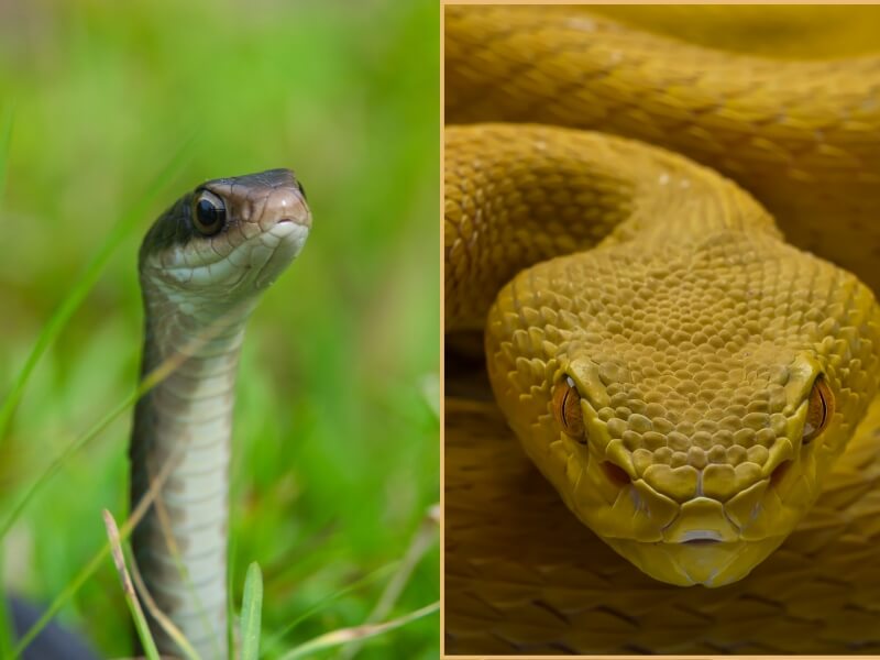Phân Biệt rắn Độc Và Rắn Không Độc 3 Hình dáng đầu rắn độc và không độc