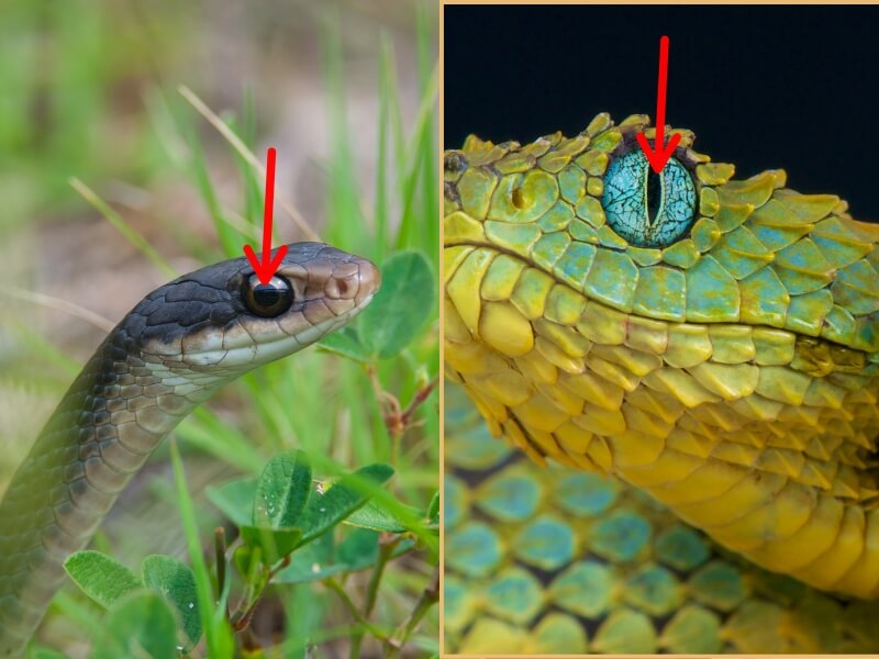 Phân Biệt rắn Độc Và Rắn Không Độc 4 Hình dáng mặt rắn độc và không độc