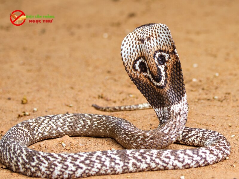 Phân Biệt rắn Độc Và Rắn Không Độc 5 Rắn hổ mang