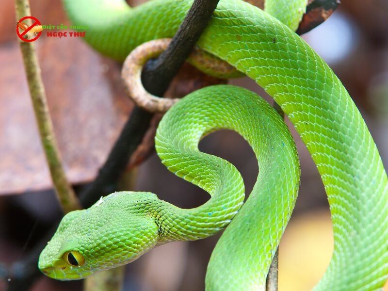Phân Biệt rắn Độc Và Rắn Không Độc 6 Rắn lục xanh