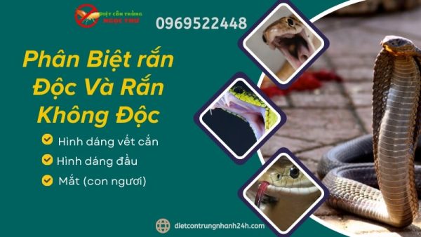 2 Con Ran Doc Phân Biệt rắn Độc Và Rắn Không Độc