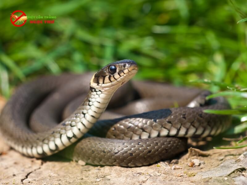 Phân Biệt rắn Độc Và Rắn Không Độc 7 Rắn cỏ