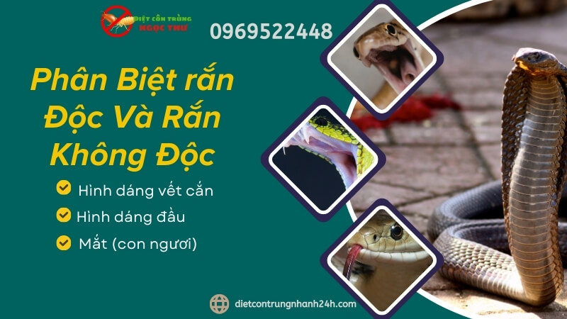 Phân Biệt rắn Độc Và Rắn Không Độc 1 Phân biệt rắn độc và không độc