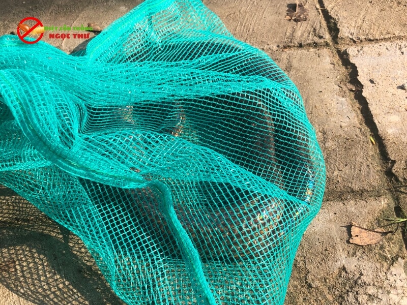 Dịch Vụ Bắt Rắn Tại Đồng Nai Chuyên nghiệp 3 Rắn sau khi bắt sẽ bỏ vào túi đựng an toàn