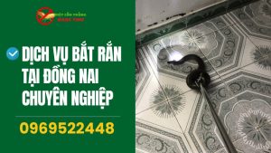 Dịch vụ bắt rắn tại Đồng Nai chuyên nghiệp Ngọc Thư