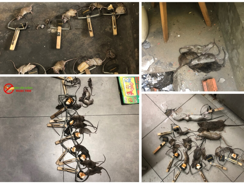 Dịch vụ diệt chuột Phường Xuân Hòa: Chuyên nghiệp, sạch sẽ, không gây mùi. 2 Dịch vụ diệt chuột phường Xuân Hòa chuyên nghiệp, an toàn, xử lý tận gốc