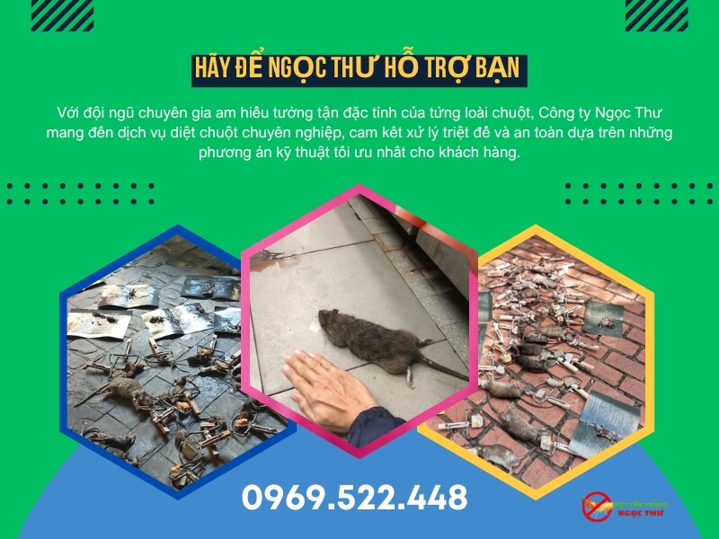 Dịch vụ diệt chuột Phường Xuân Hòa: Chuyên nghiệp, sạch sẽ, không gây mùi. 3 Công ty diệt chuột Ngọc Thư