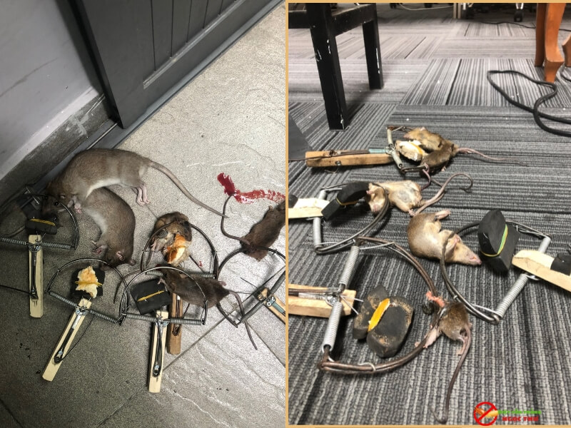 Dịch vụ diệt chuột Phường Xuân Hòa: Chuyên nghiệp, sạch sẽ, không gây mùi. 4 Công ty diệt chuột Ngọc Thư chuyên nghiệp