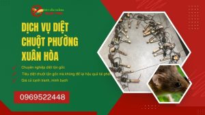 Dịch vụ diệt chuột phường Xuân Hòa chuyên nghiệp