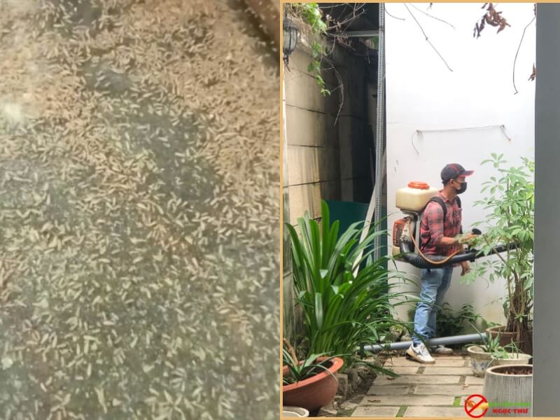 Dịch Vụ Diệt Côn Trùng Quận 5 Chuyên Nghiệp 3 Dịch vụ diệt côn trùng Ngọc Thư chuyên nghiệp