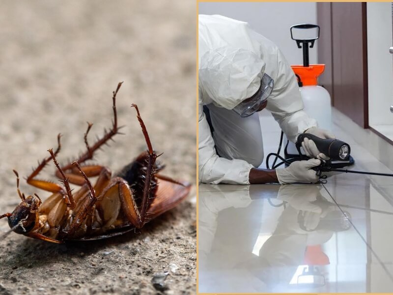 Dịch Vụ Diệt Gián Phường Xuân Hòa, Diệt Tận Gốc 4 Dịch vụ diệt gián tại phường Xuân Hòa, công nghệ sinh học hiệu quả cao