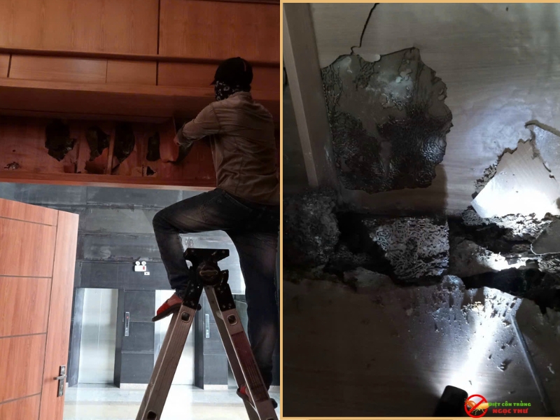 Dịch Vụ Diệt Mối Phường Xuân Hòa Chuyên Nghiệp 3 Dịch vụ diệt mối phường Xuân Hòa chuyên nghiệp, giá cả minh bạch, cạnh tranh