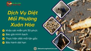Dịch vụ diệt mối phường Xuân Hòa - Ngọc Thư