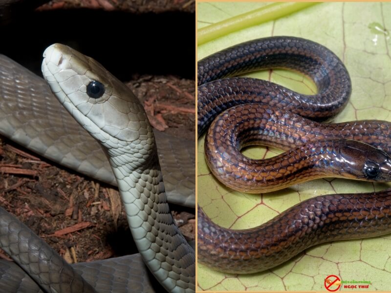 rắn bò vào nhà chủ yếu là do đi săn mồi như gián chuột và vô tình chúng chui vô nhà bạn