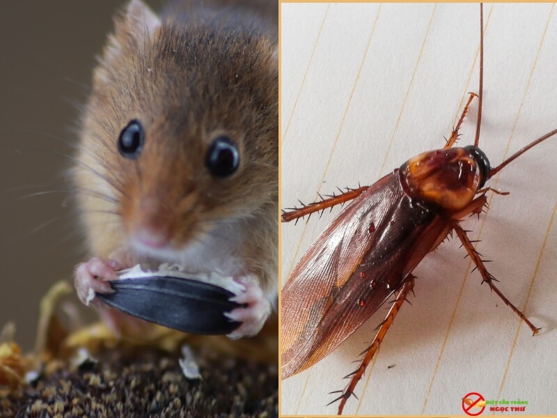 Nên diệt gián và diệt chuột để phòng ngừa rắn bò vào nhà tìm thức ăn