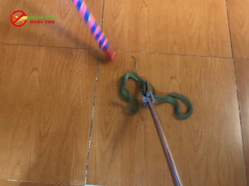 Dịch vụ bắt rắn tại quận Bình Thạnh chuyên nghiệp 3 Dịch vụ bắt rắn tại Bình Thạnh an toàn