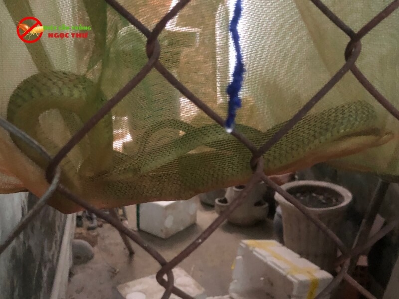 Dịch vụ bắt rắn tại quận Bình Thạnh chuyên nghiệp 2 Dịch vụ bắt rắn tại Bình Thạnh nhanh chóng