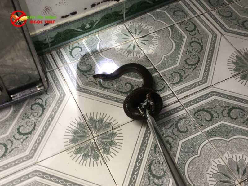 Dịch vụ bắt rắn tại quận Bình Thạnh chuyên nghiệp 1 Dịch vụ bắt rắn tại Bình Thạnh