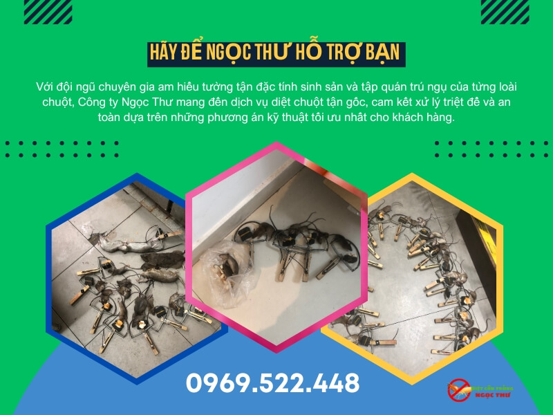 Dịch vụ diệt chuột tại phường Hiệp Bình chuyên nghiệp