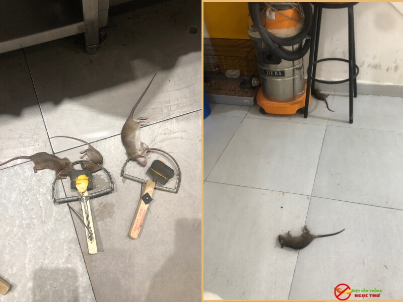 Dịch vụ diệt chuột tại phường Hiệp Bình chuyên nghiệp, tận tâm