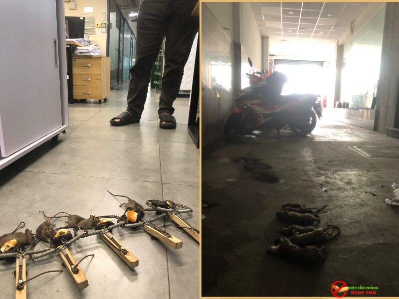 Dịch vụ diệt chuột tại phường Hiệp Bình chuyên nghiệp, hiệu quả - Ngọc Thư