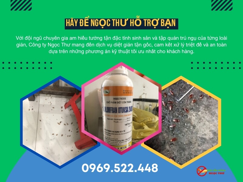 Dịch vụ diệt gián tại phường Tam Bình, Diệt gián tận gốc