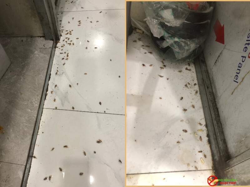 Quy trình diệt gián chuyên nghiệp