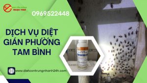 Dịch vụ diệt gián tại phường Tam Bình, HCM chuyên nghiệp của Ngọc Thư