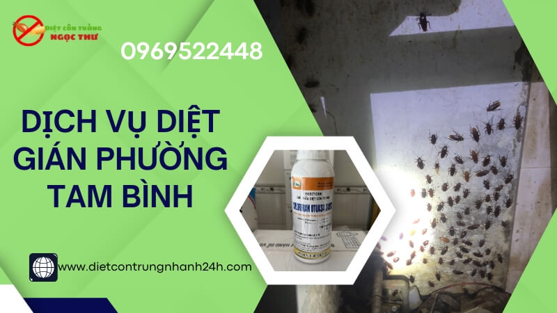 Dịch vụ diệt gián tại phường Tam Bình, HCM chuyên nghiệp của Ngọc Thư