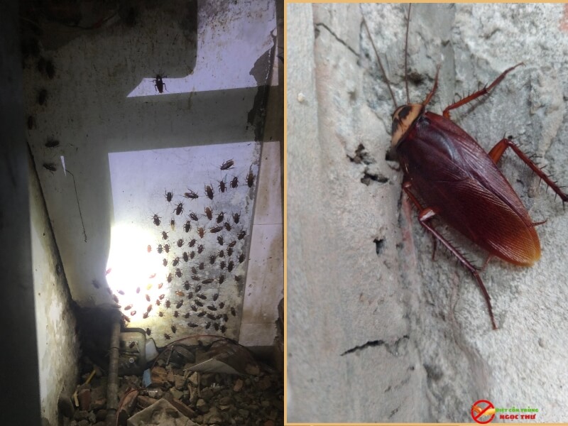 Tại sao gián khó bị tiêu diệt? Sức sống mãnh liệt của loài côn trùng này 1 Gián sinh sản rất nhanh