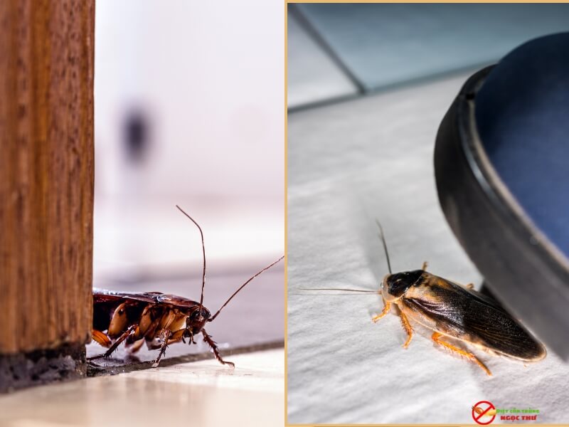Tại sao gián khó bị tiêu diệt? Sức sống mãnh liệt của loài côn trùng này 2 khả năng kháng thuốc mạnh mẽ