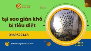 Tại sao gián khó bị tiêu diệt