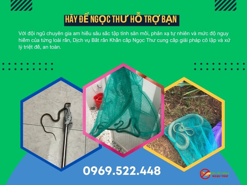 Công ty bắt rắn tại hồ chí minh - Ngọc Thư
