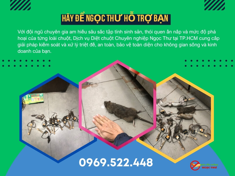 Công ty diệt chuột chuyên nghiệp Ngọc Thư tại Hồ Chí Minh