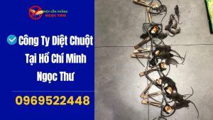 Công ty diệt chuột tại Hồ Chí Minh Ngọc Thư