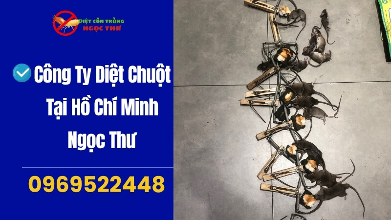 Công ty diệt chuột tại Hồ Chí Minh Ngọc Thư