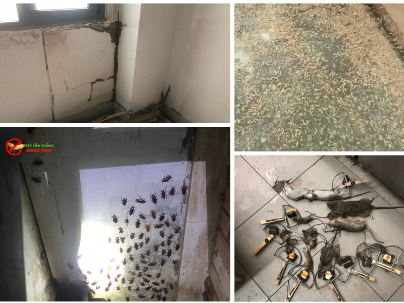 Dịch vụ diệt côn trùng phường Xuân Hòa - Chuyên diệt mối, gián, chuột tận gốc, an toàn