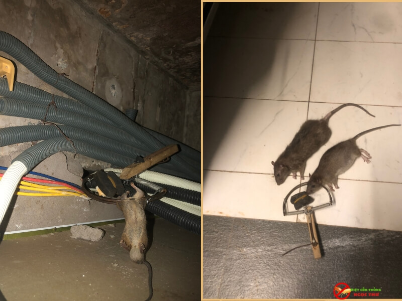 Dịch vụ diệt chuột tại phường xuân hòa